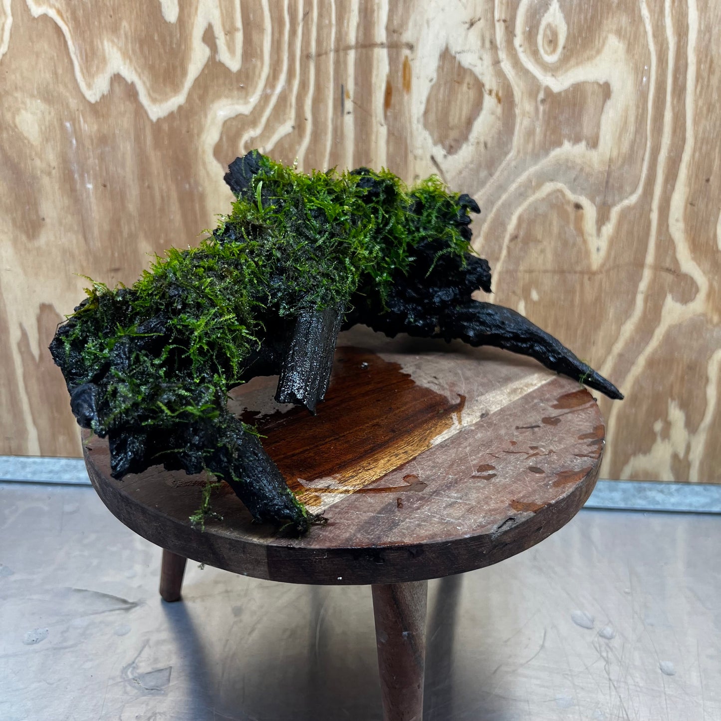 Scapeshop.com.au One Only Fontinalis Log - Large (Java Moss) - One Only - Nymph Fontinalis Log - Large (Java Moss) - One Only - Nymph Aquarium Plants