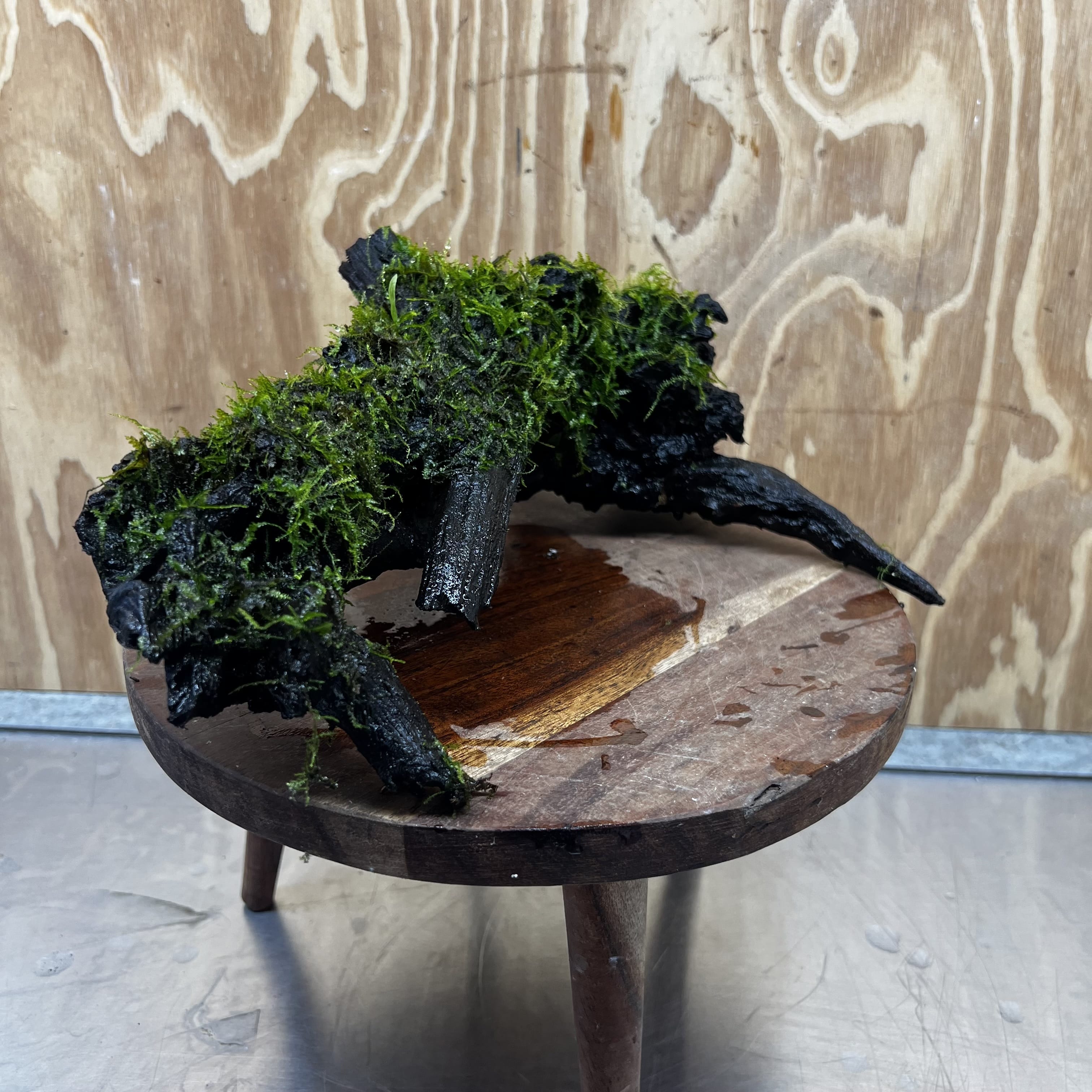 Scapeshop.com.au One Only Fontinalis Log - Large (Java Moss) - One Only - Nymph Fontinalis Log - Large (Java Moss) - One Only - Nymph Aquarium Plants