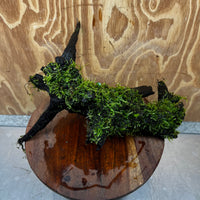 Scapeshop.com.au One Only Fontinalis Log - Large (Java Moss) - One Only - Nymph Fontinalis Log - Large (Java Moss) - One Only - Nymph Aquarium Plants