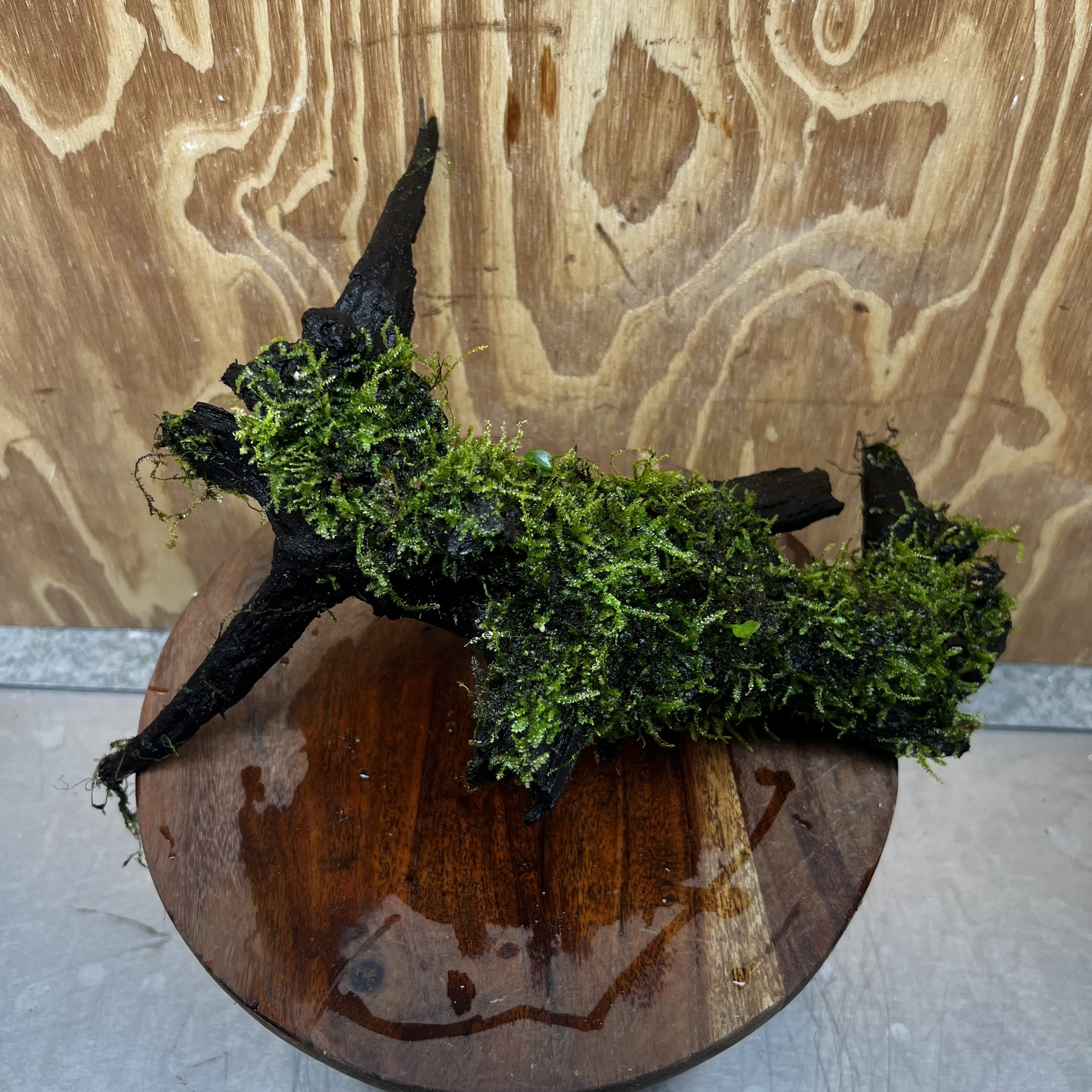Scapeshop.com.au One Only Fontinalis Log - Large (Java Moss) - One Only - Nymph Fontinalis Log - Large (Java Moss) - One Only - Nymph Aquarium Plants