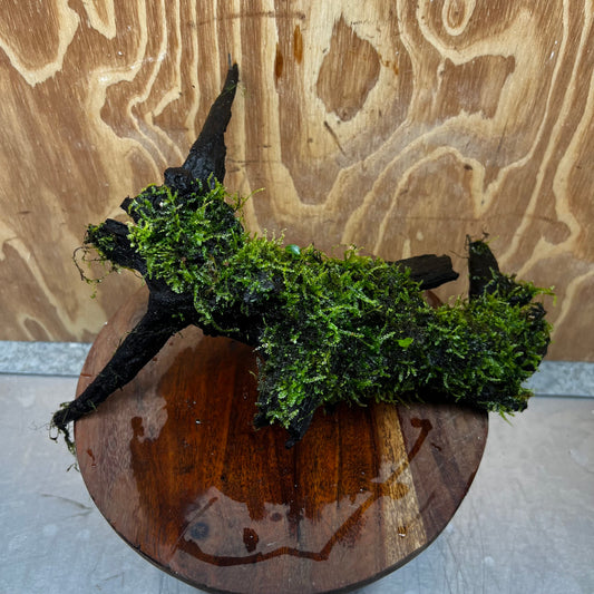 Scapeshop.com.au One Only Fontinalis Log - Large (Java Moss) - One Only - Nymph Fontinalis Log - Large (Java Moss) - One Only - Nymph Aquarium Plants