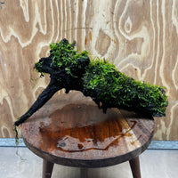 Scapeshop.com.au One Only Fontinalis Log - Large (Java Moss) - One Only - Nymph Fontinalis Log - Large (Java Moss) - One Only - Nymph Aquarium Plants