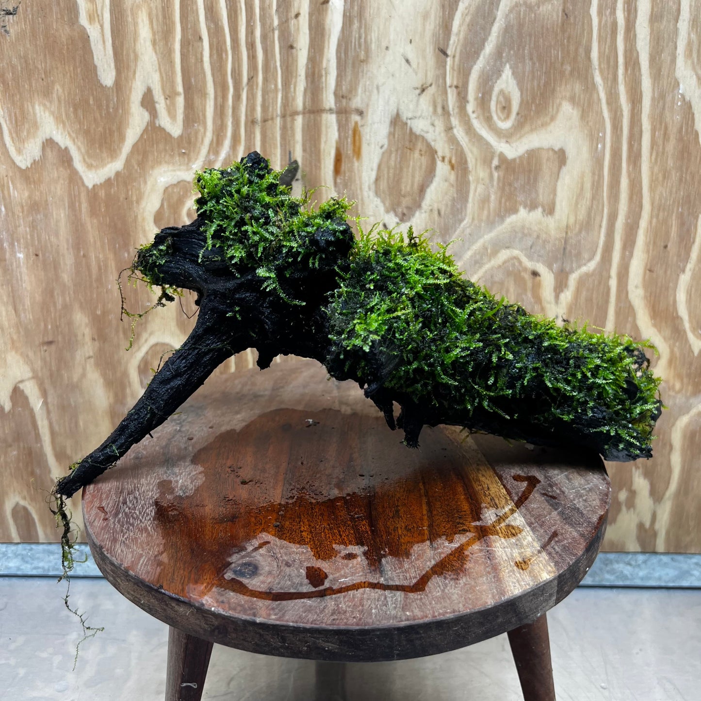 Scapeshop.com.au One Only Fontinalis Log - Large (Java Moss) - One Only - Nymph Fontinalis Log - Large (Java Moss) - One Only - Nymph Aquarium Plants