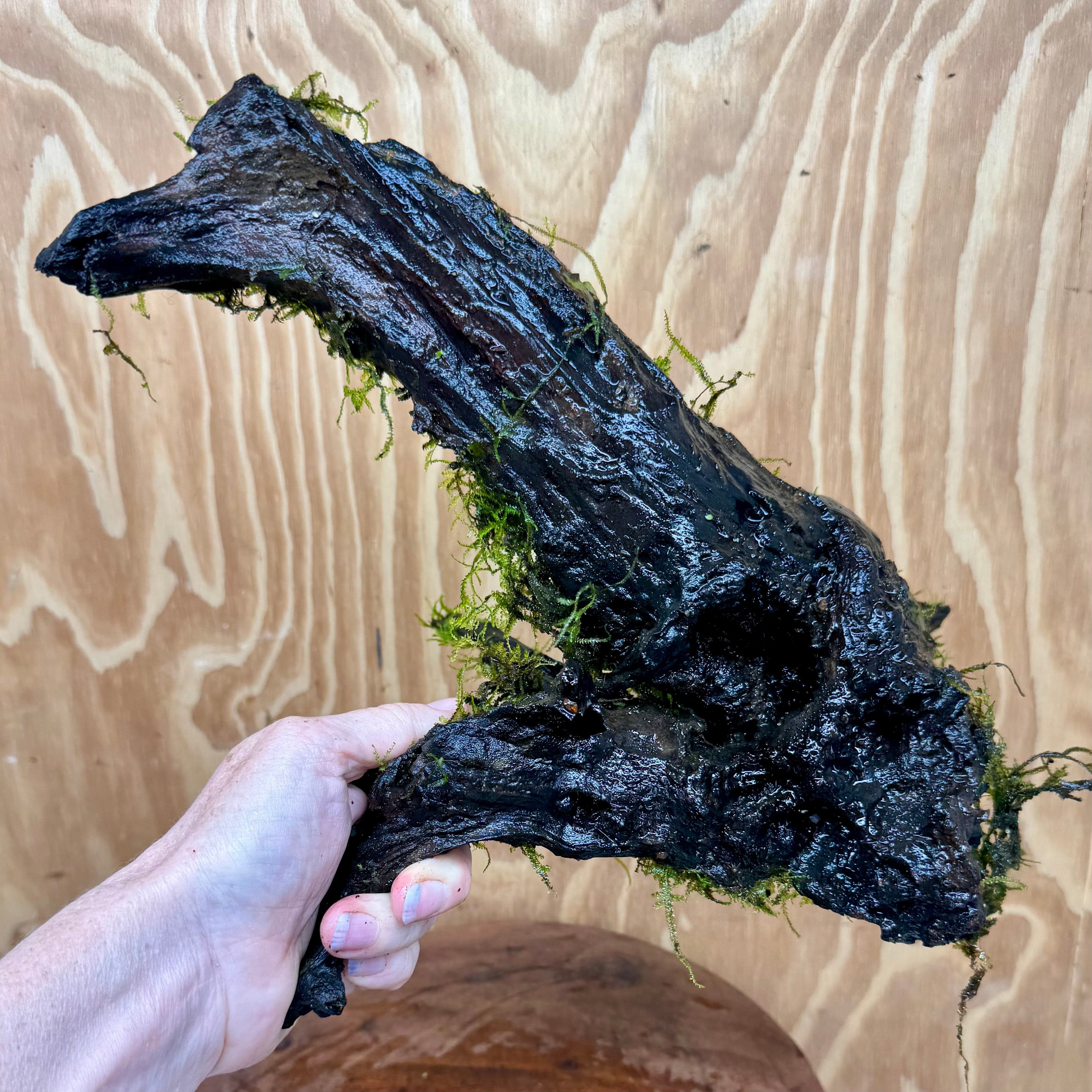 Scapeshop.com.au One Only Fontinalis Log - Large (Java Moss) with Micranthemum 'Monte carlo' - One Only - Fabulous Fontinalis Log - Large (Java Moss) with Micranthemum 'Monte carlo' - One Only - Fabulous