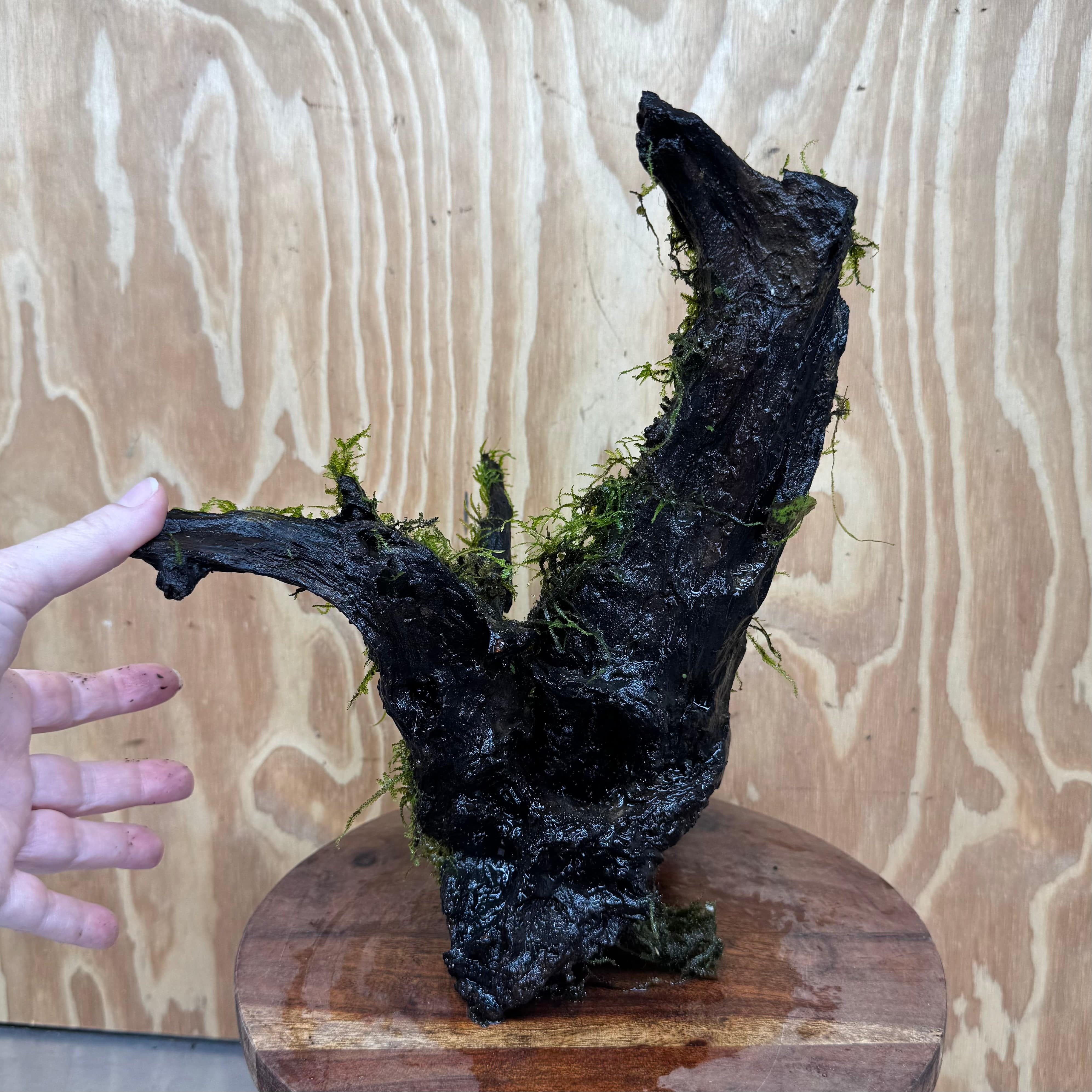 Scapeshop.com.au One Only Fontinalis Log - Large (Java Moss) with Micranthemum 'Monte carlo' - One Only - Fabulous Fontinalis Log - Large (Java Moss) with Micranthemum 'Monte carlo' - One Only - Fabulous