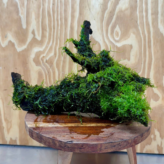 Scapeshop.com.au One Only Fontinalis Log - Large (Java Moss) with Micranthemum 'Monte carlo' - One Only - Fabulous Fontinalis Log - Large (Java Moss) with Micranthemum 'Monte carlo' - One Only - Fabulous