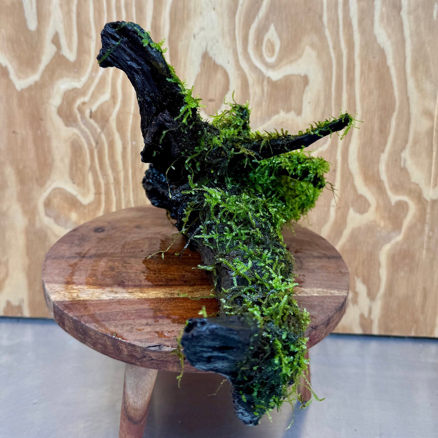 Scapeshop.com.au One Only Fontinalis Log - Large (Java Moss) with Micranthemum 'Monte carlo' - One Only - Fabulous Fontinalis Log - Large (Java Moss) with Micranthemum 'Monte carlo' - One Only - Fabulous