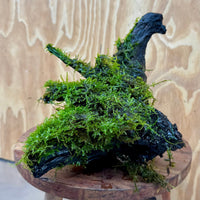 Scapeshop.com.au One Only Fontinalis Log - Large (Java Moss) with Micranthemum 'Monte carlo' - One Only - Fabulous Fontinalis Log - Large (Java Moss) with Micranthemum 'Monte carlo' - One Only - Fabulous