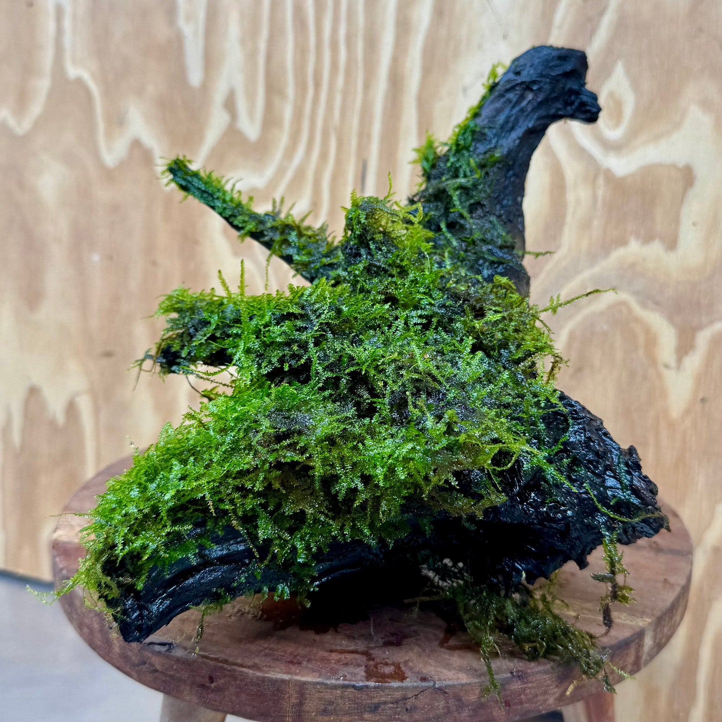 Scapeshop.com.au One Only Fontinalis Log - Large (Java Moss) with Micranthemum 'Monte carlo' - One Only - Fabulous Fontinalis Log - Large (Java Moss) with Micranthemum 'Monte carlo' - One Only - Fabulous