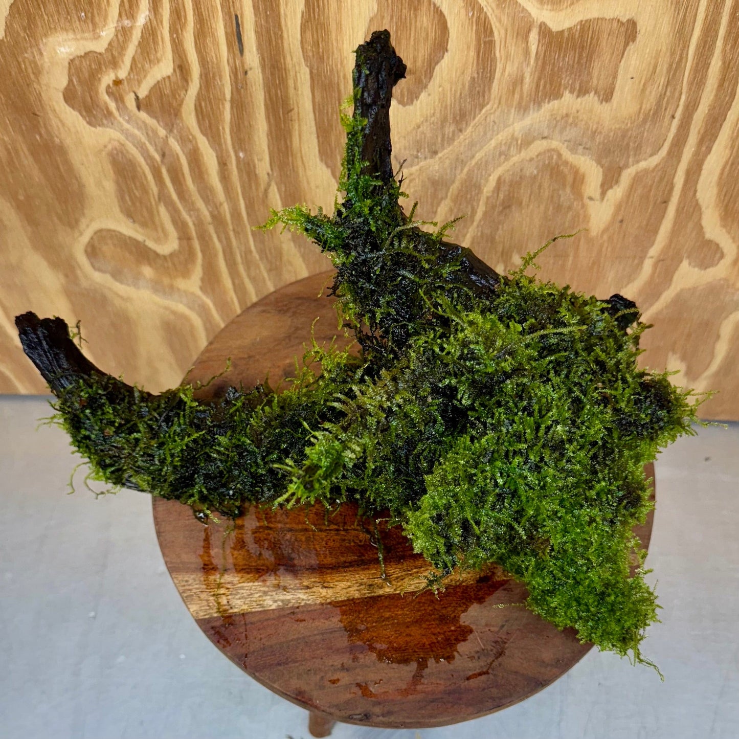 Scapeshop.com.au One Only Fontinalis Log - Large (Java Moss) with Micranthemum 'Monte carlo' - One Only - Fabulous Fontinalis Log - Large (Java Moss) with Micranthemum 'Monte carlo' - One Only - Fabulous