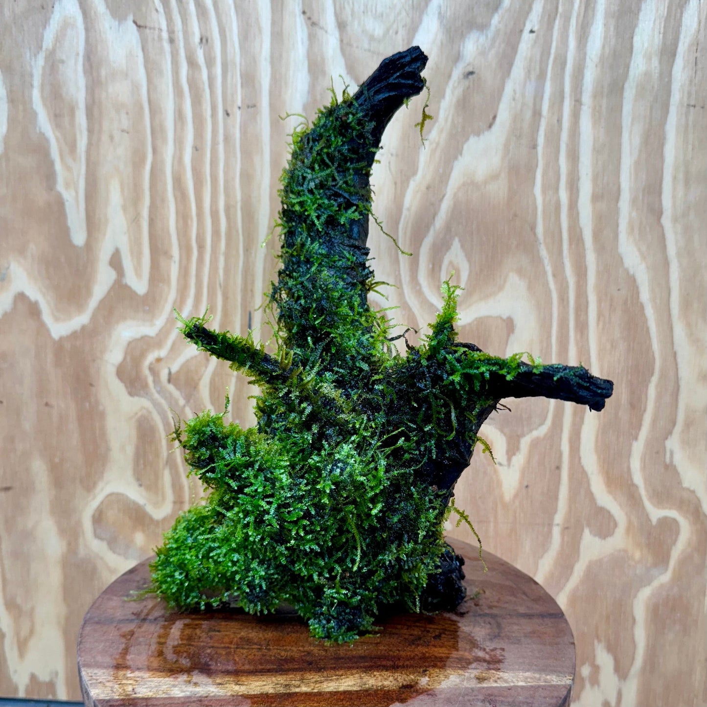 Scapeshop.com.au One Only Fontinalis Log - Large (Java Moss) with Micranthemum 'Monte carlo' - One Only - Fabulous Fontinalis Log - Large (Java Moss) with Micranthemum 'Monte carlo' - One Only - Fabulous