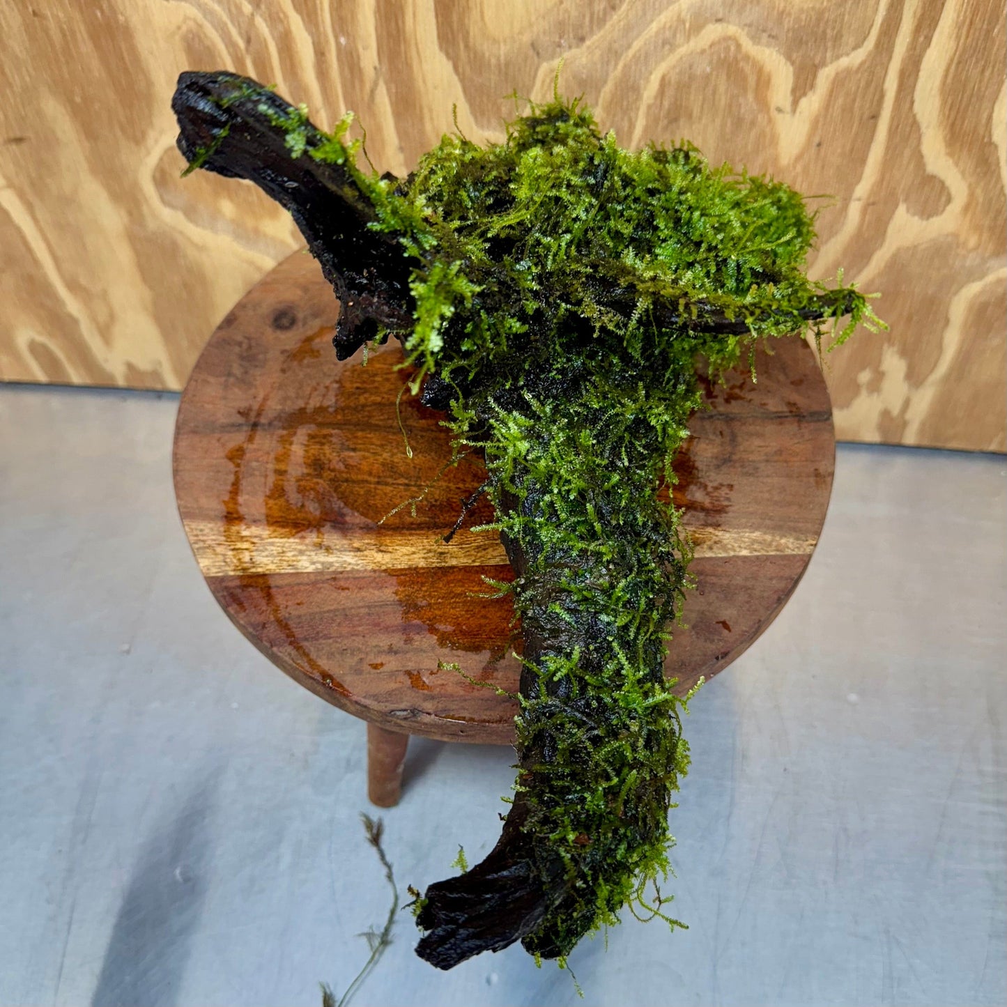 Scapeshop.com.au One Only Fontinalis Log - Large (Java Moss) with Micranthemum 'Monte carlo' - One Only - Fabulous Fontinalis Log - Large (Java Moss) with Micranthemum 'Monte carlo' - One Only - Fabulous