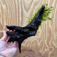 Scapeshop.com.au One Only Fontinalis Log - Medium (Java Moss) - One Only - Excellent Fontinalis Log - Medium (Java Moss) - One Only - Excellent