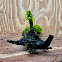 Scapeshop.com.au One Only Fontinalis Log - Medium (Java Moss) - One Only - Excellent Fontinalis Log - Medium (Java Moss) - One Only - Excellent