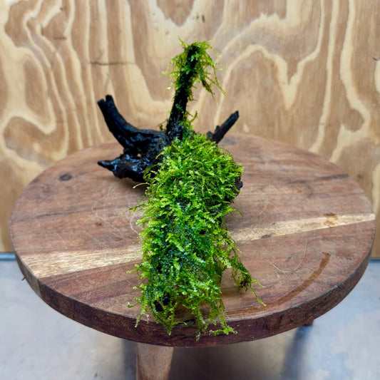 Scapeshop.com.au One Only Fontinalis Log - Medium (Java Moss) - One Only - Excellent Fontinalis Log - Medium (Java Moss) - One Only - Excellent