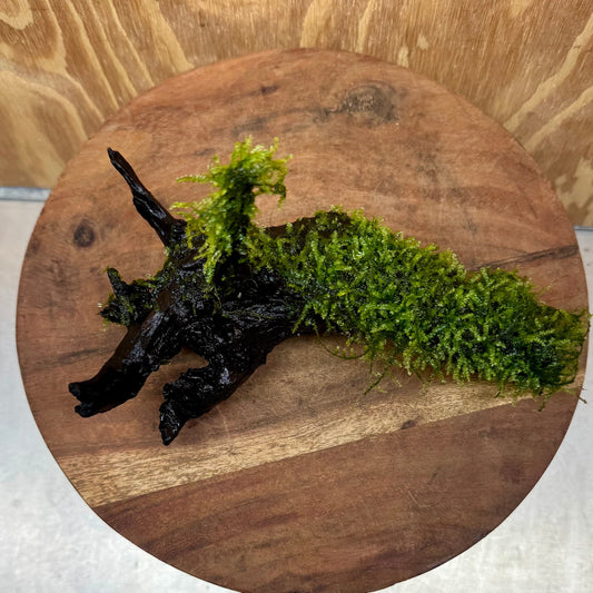 Scapeshop.com.au One Only Fontinalis Log - Medium (Java Moss) - One Only - Excellent Fontinalis Log - Medium (Java Moss) - One Only - Excellent