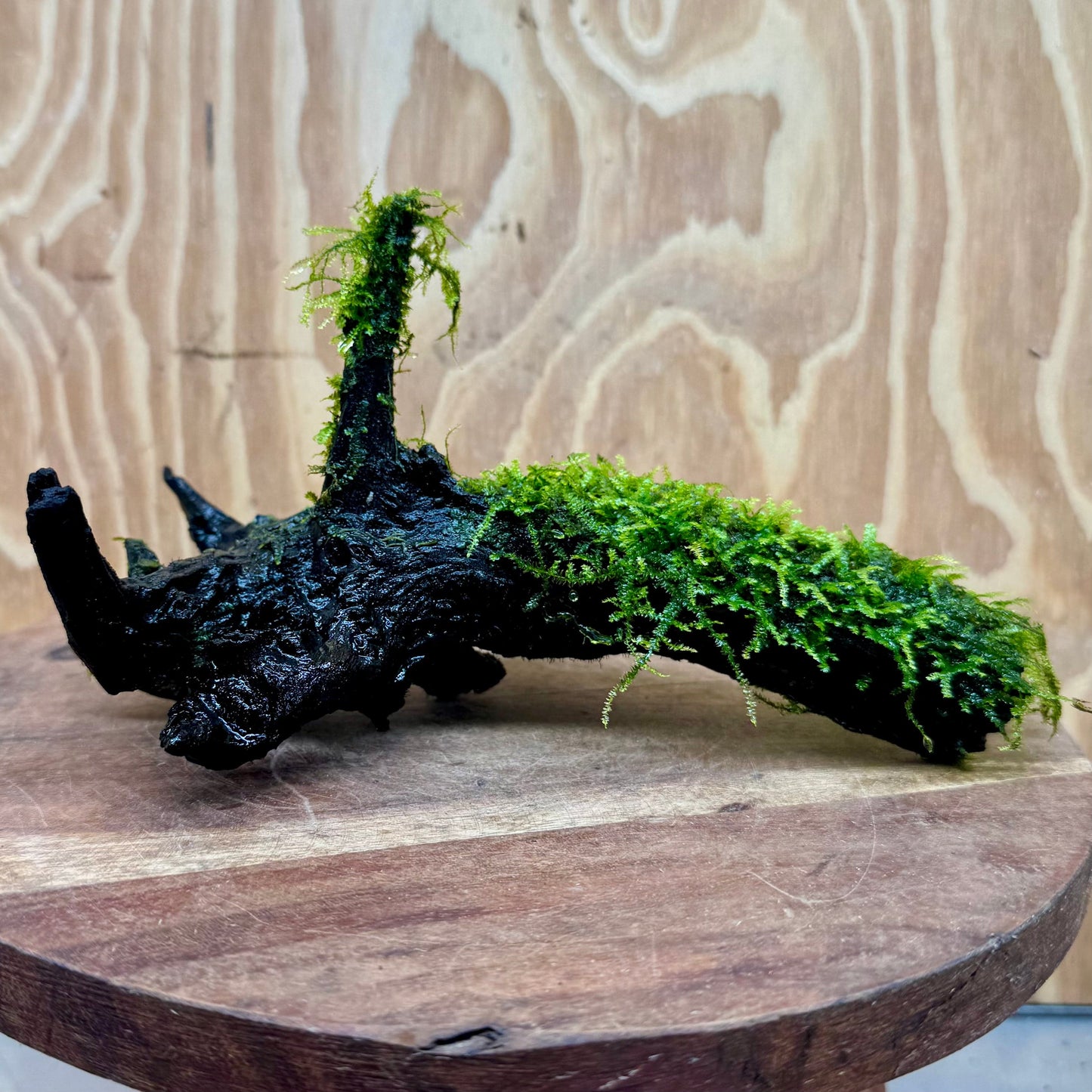 Scapeshop.com.au One Only Fontinalis Log - Medium (Java Moss) - One Only - Excellent Fontinalis Log - Medium (Java Moss) - One Only - Excellent