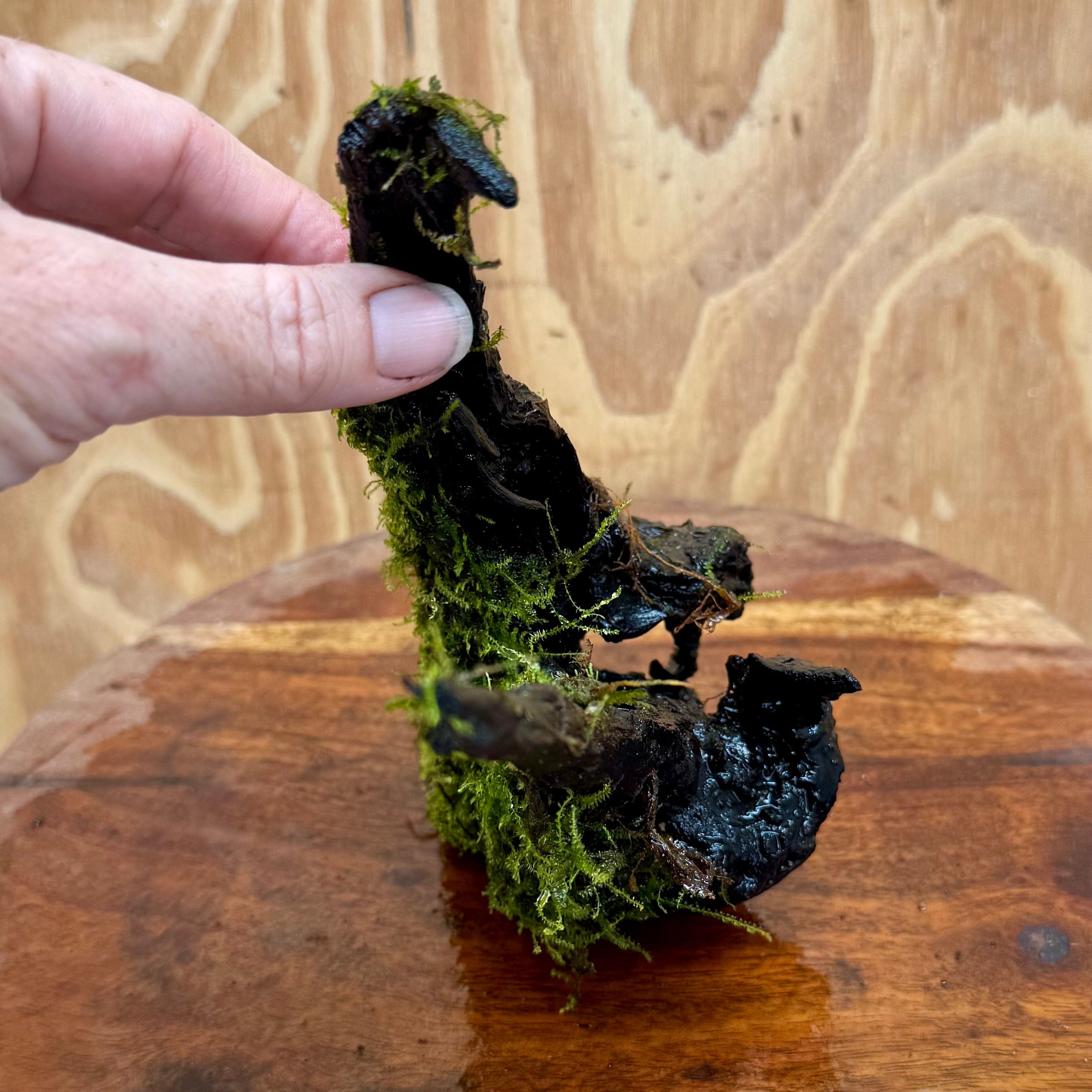 Scapeshop.com.au One Only Fontinalis Log - Medium (Java Moss) - One Only - Excellent Fontinalis Log - Medium (Java Moss) - One Only - Excellent