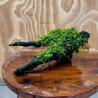 Scapeshop.com.au One Only Fontinalis Log - Medium (Java Moss) - One Only - Excellent Fontinalis Log - Medium (Java Moss) - One Only - Excellent