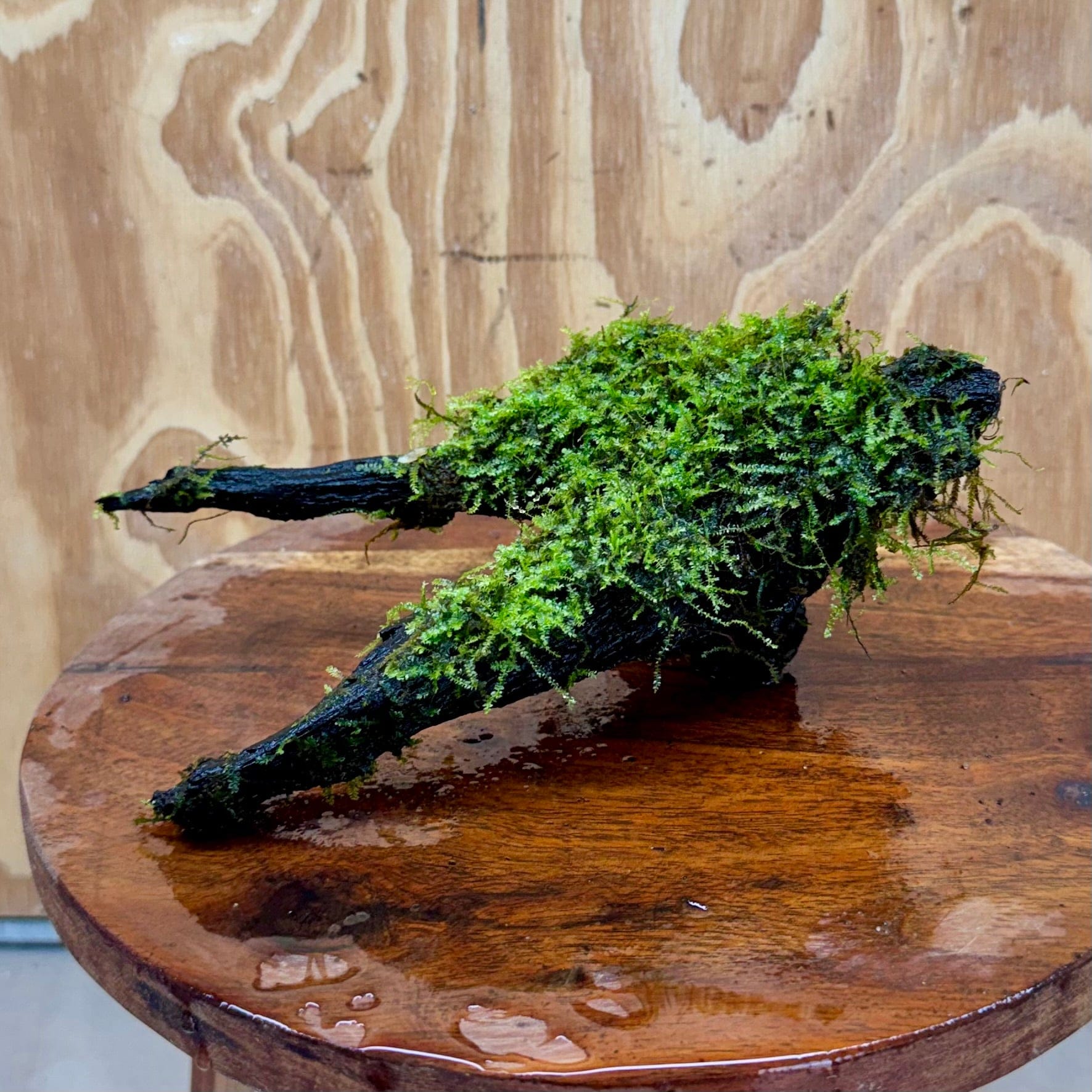 Scapeshop.com.au One Only Fontinalis Log - Medium (Java Moss) - One Only - Excellent Fontinalis Log - Medium (Java Moss) - One Only - Excellent