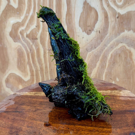 Scapeshop.com.au One Only Fontinalis Log - Medium (Java Moss) - One Only - Excellent Fontinalis Log - Medium (Java Moss) - One Only - Excellent