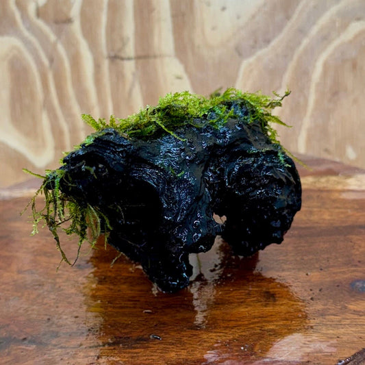 Scapeshop.com.au One Only Fontinalis Log - Medium (Java Moss) - One Only - Excellent Fontinalis Log - Medium (Java Moss) - One Only - Excellent