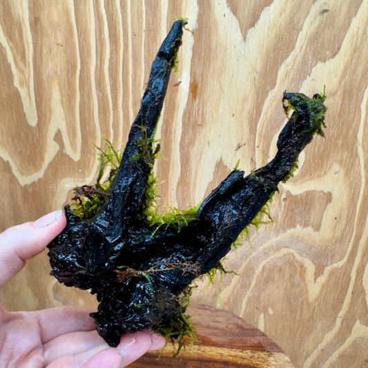 Scapeshop.com.au One Only Fontinalis Log - Medium (Java Moss) - One Only - Excellent Fontinalis Log - Medium (Java Moss) - One Only - Excellent