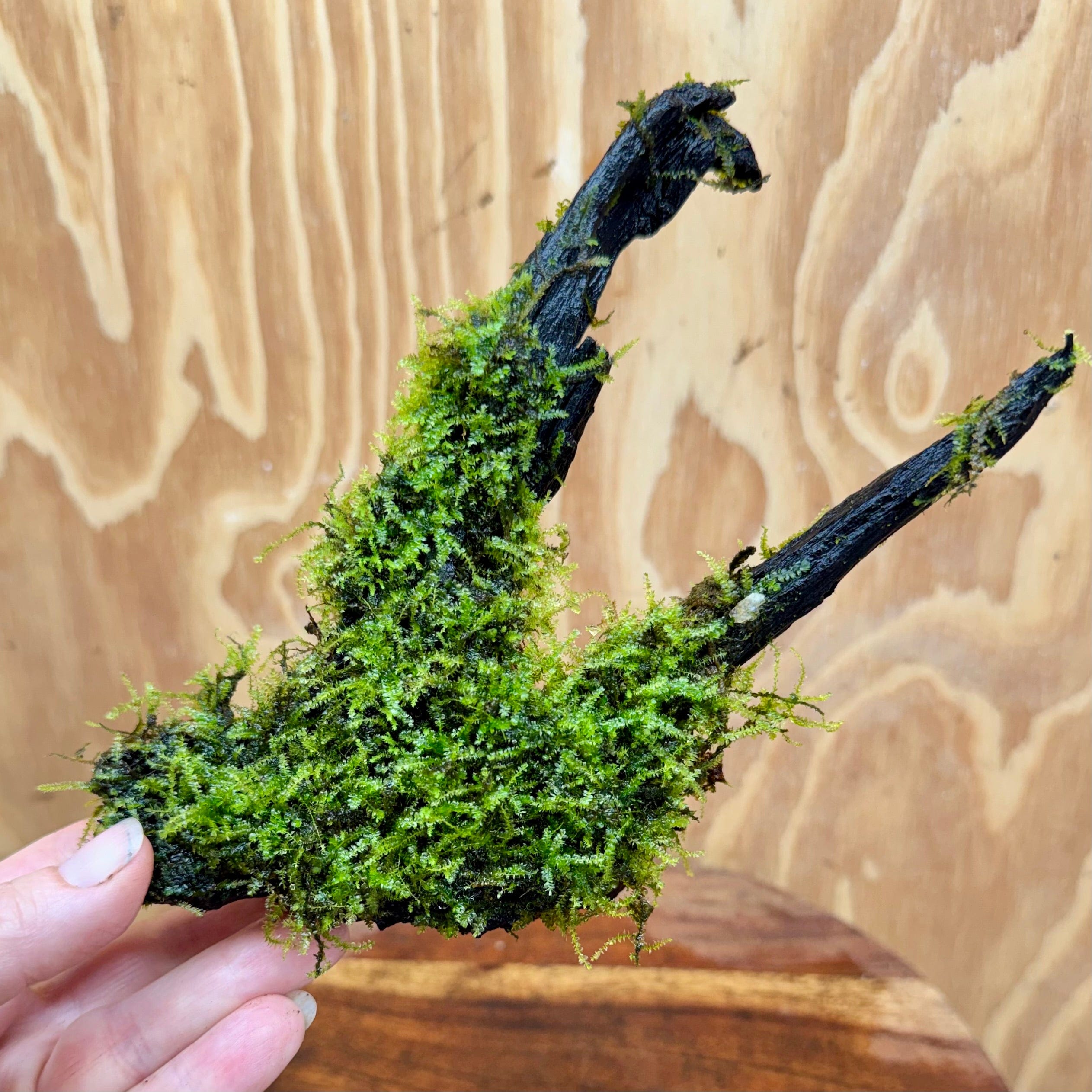 Scapeshop.com.au One Only Fontinalis Log - Medium (Java Moss) - One Only - Excellent Fontinalis Log - Medium (Java Moss) - One Only - Excellent