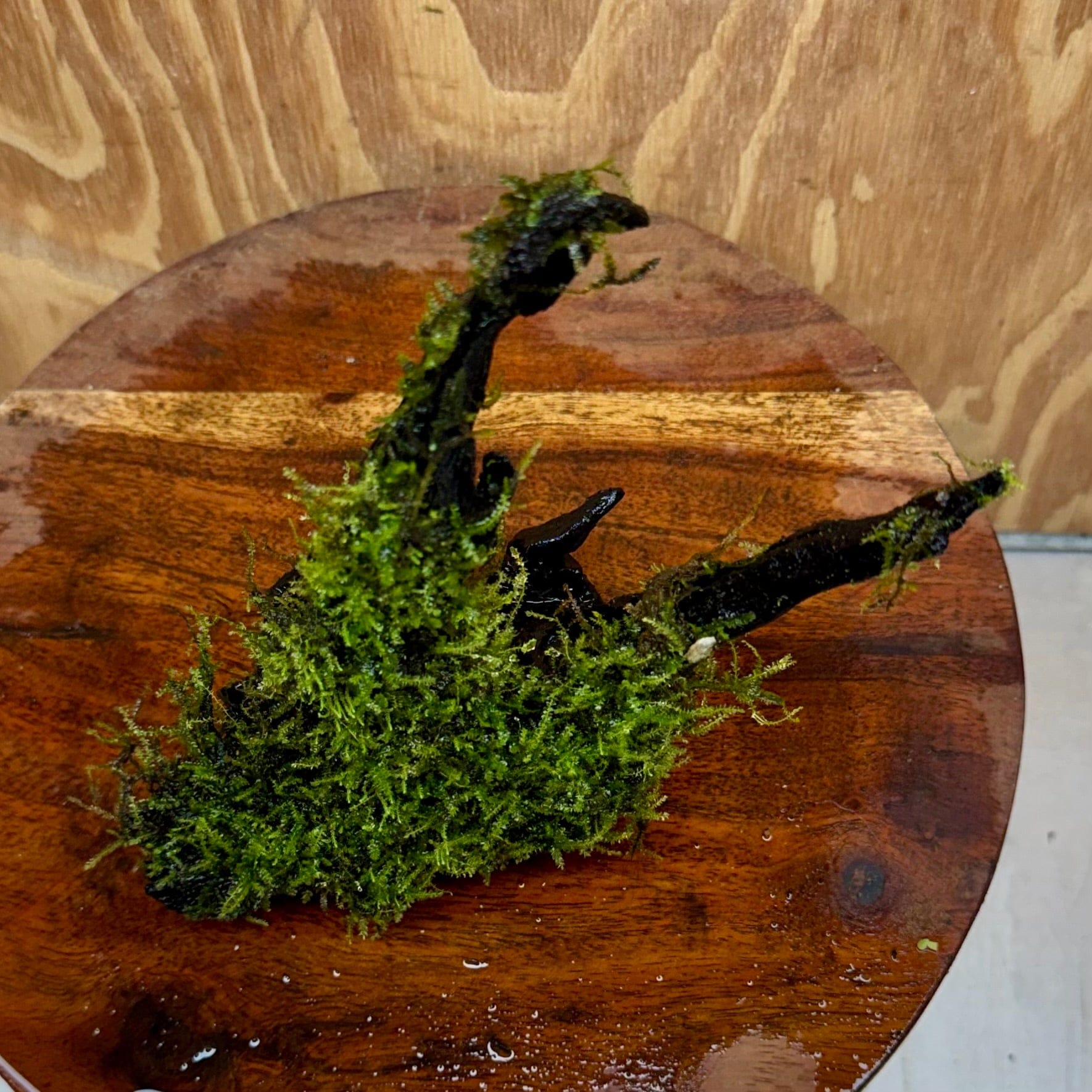 Scapeshop.com.au One Only Fontinalis Log - Medium (Java Moss) - One Only - Excellent Fontinalis Log - Medium (Java Moss) - One Only - Excellent