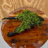 Scapeshop.com.au One Only Fontinalis Log - Medium (Java Moss) - One Only - Excellent Fontinalis Log - Medium (Java Moss) - One Only - Excellent