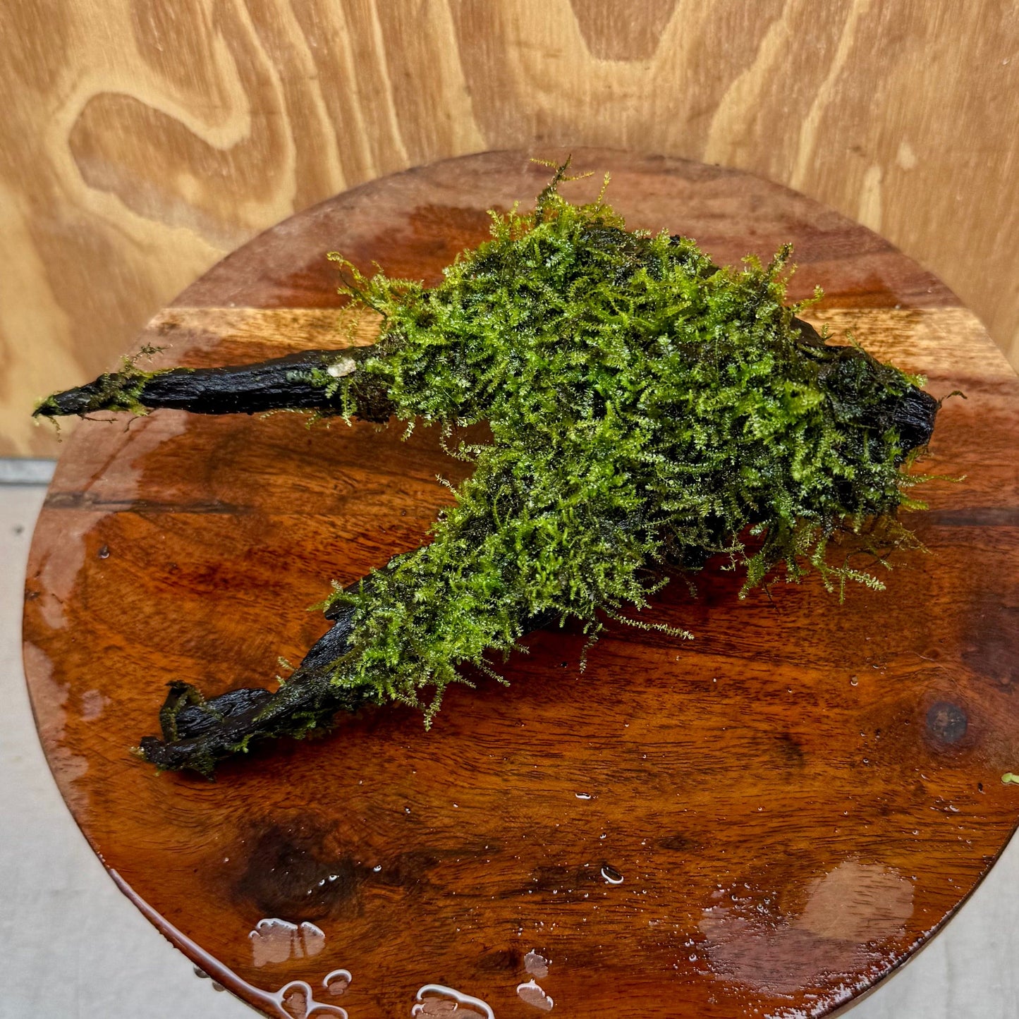 Scapeshop.com.au One Only Fontinalis Log - Medium (Java Moss) - One Only - Excellent Fontinalis Log - Medium (Java Moss) - One Only - Excellent