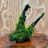 Scapeshop.com.au One Only Fontinalis Log - Medium (Java Moss) - One Only - Excellent Fontinalis Log - Medium (Java Moss) - One Only - Excellent