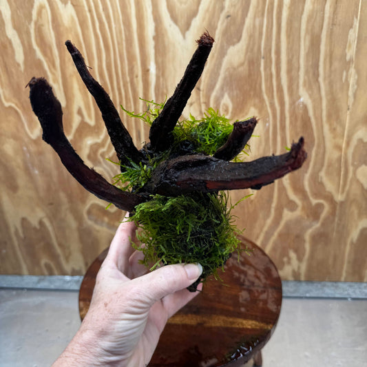 Scapeshop.com.au One Only Fontinalis Log - Medium (Java Moss) - One Only - Excellent Fontinalis Log - Medium (Java Moss) - One Only - Excellent