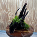 Scapeshop.com.au One Only Fontinalis Log - Medium (Java Moss) - One Only - Excellent Fontinalis Log - Medium (Java Moss) - One Only - Excellent