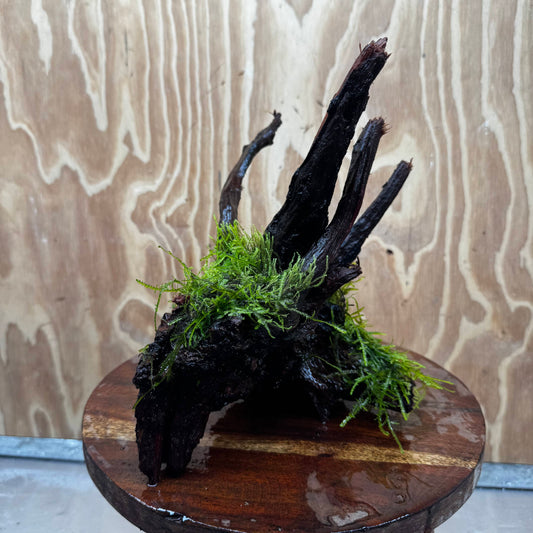Scapeshop.com.au One Only Fontinalis Log - Medium (Java Moss) - One Only - Excellent Fontinalis Log - Medium (Java Moss) - One Only - Excellent
