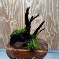Scapeshop.com.au One Only Fontinalis Log - Medium (Java Moss) - One Only - Excellent Fontinalis Log - Medium (Java Moss) - One Only - Excellent