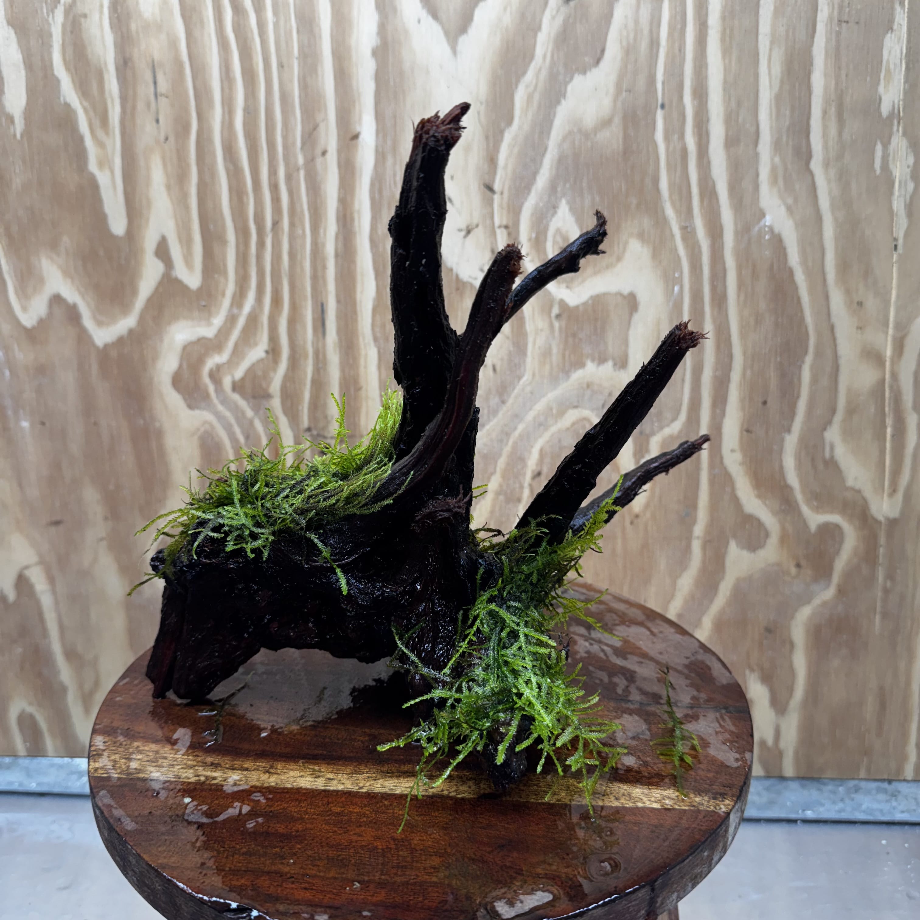 Scapeshop.com.au One Only Fontinalis Log - Medium (Java Moss) - One Only - Excellent Fontinalis Log - Medium (Java Moss) - One Only - Excellent