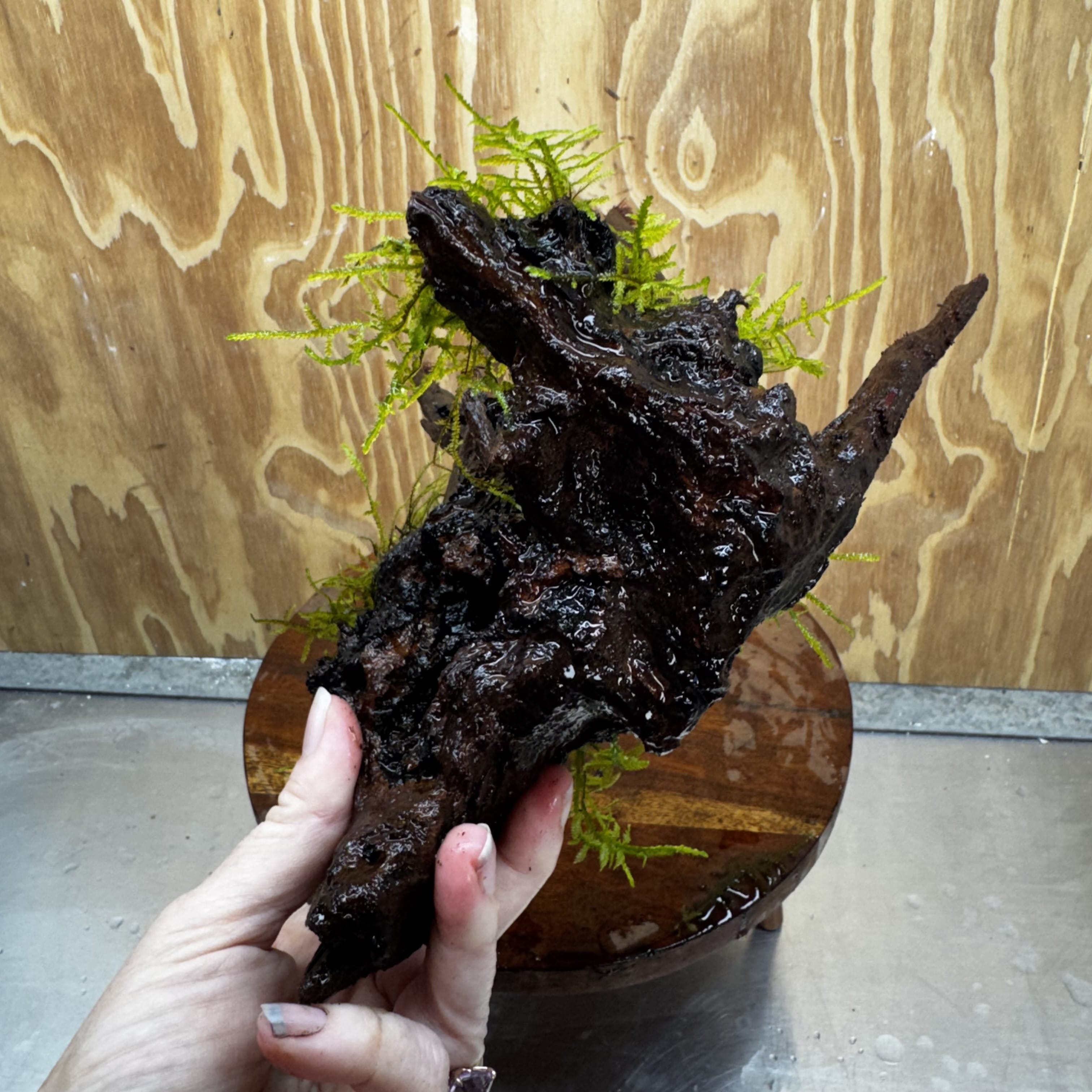 Scapeshop.com.au One Only Fontinalis Log - Medium (Java Moss) - One Only - Excellent Fontinalis Log - Medium (Java Moss) - One Only - Excellent
