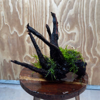 Scapeshop.com.au One Only Fontinalis Log - Medium (Java Moss) - One Only - Excellent Fontinalis Log - Medium (Java Moss) - One Only - Excellent