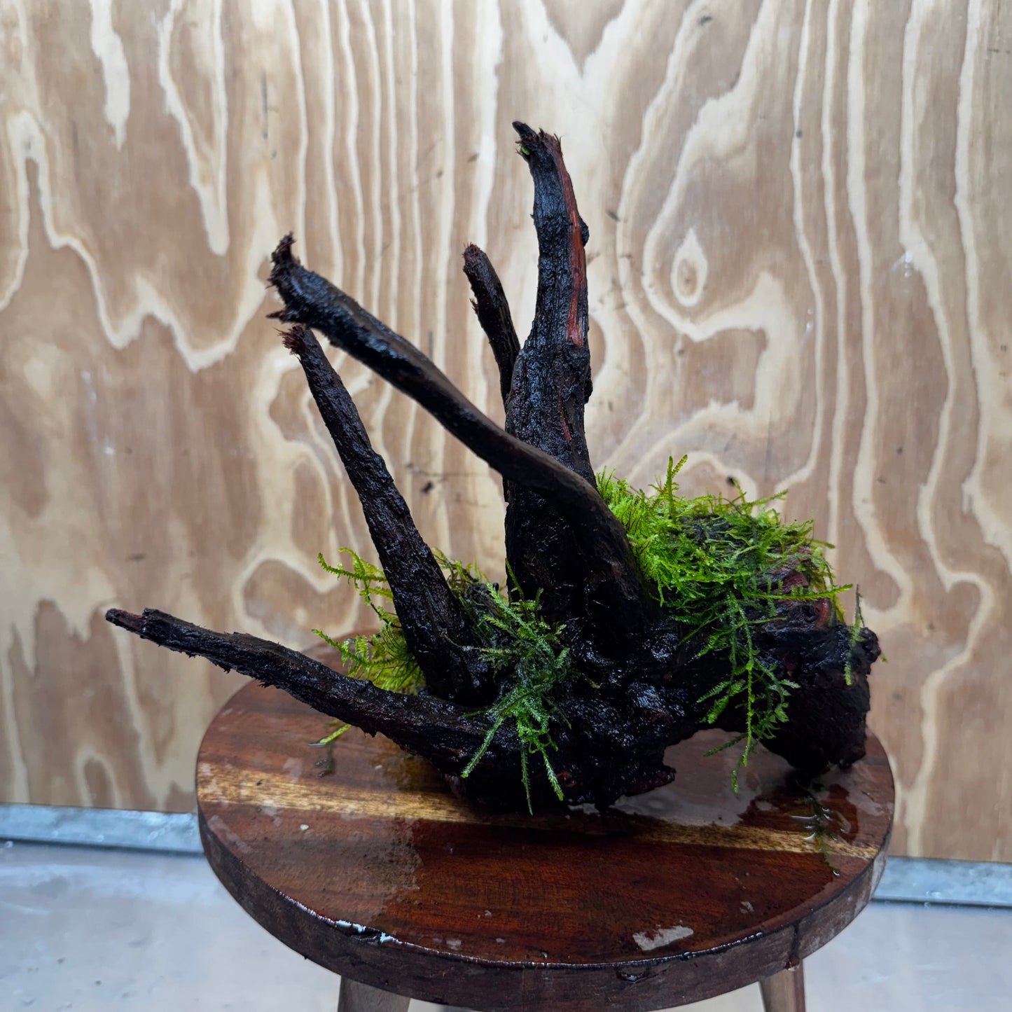 Scapeshop.com.au One Only Fontinalis Log - Medium (Java Moss) - One Only - Excellent Fontinalis Log - Medium (Java Moss) - One Only - Excellent