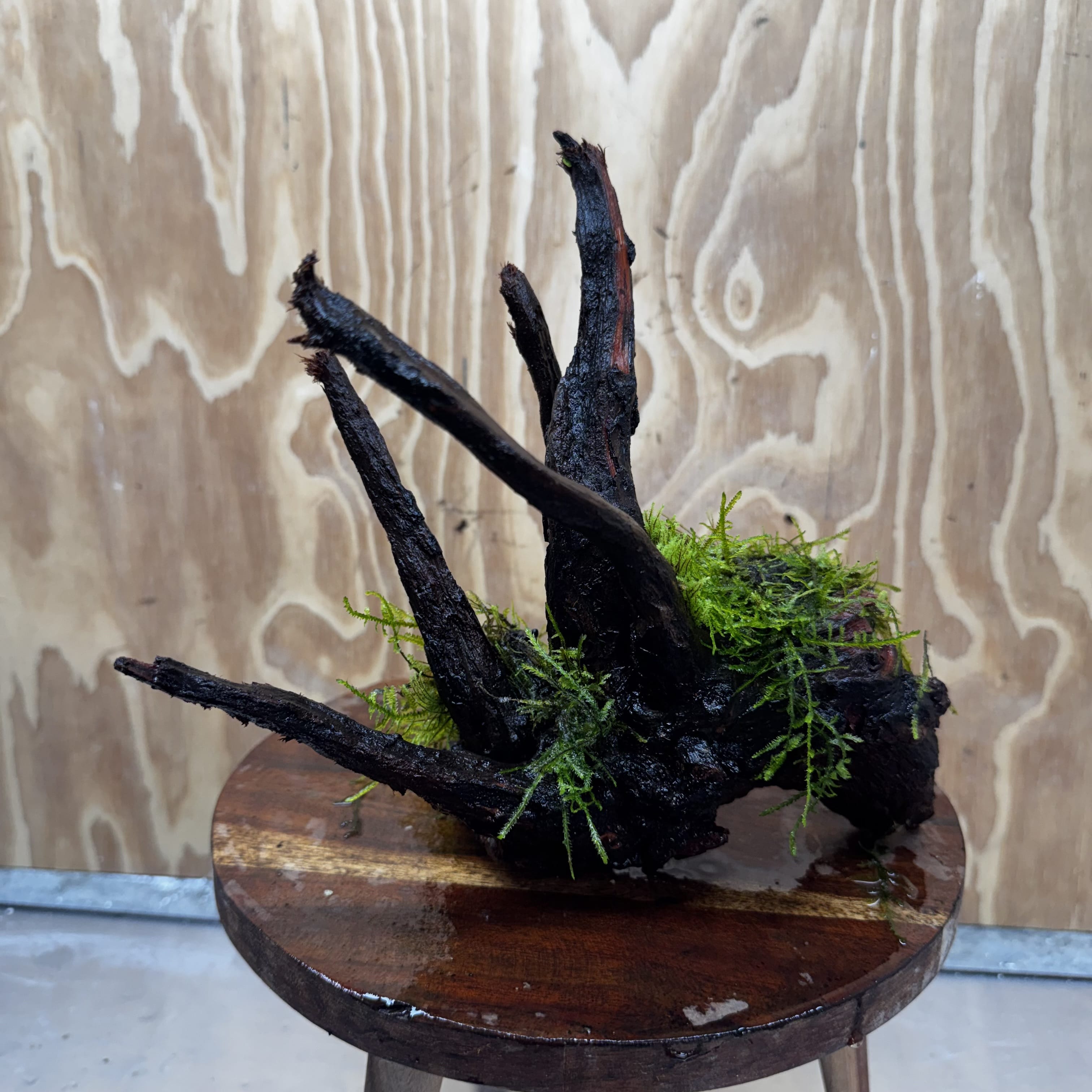 Scapeshop.com.au One Only Fontinalis Log - Medium (Java Moss) - One Only - Excellent Fontinalis Log - Medium (Java Moss) - One Only - Excellent
