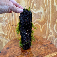 Scapeshop.com.au One Only Fontinalis Log - Small (Java Moss) - One Only Fontinalis Log - Small (Java Moss) - One Only - Scapeshop Australia