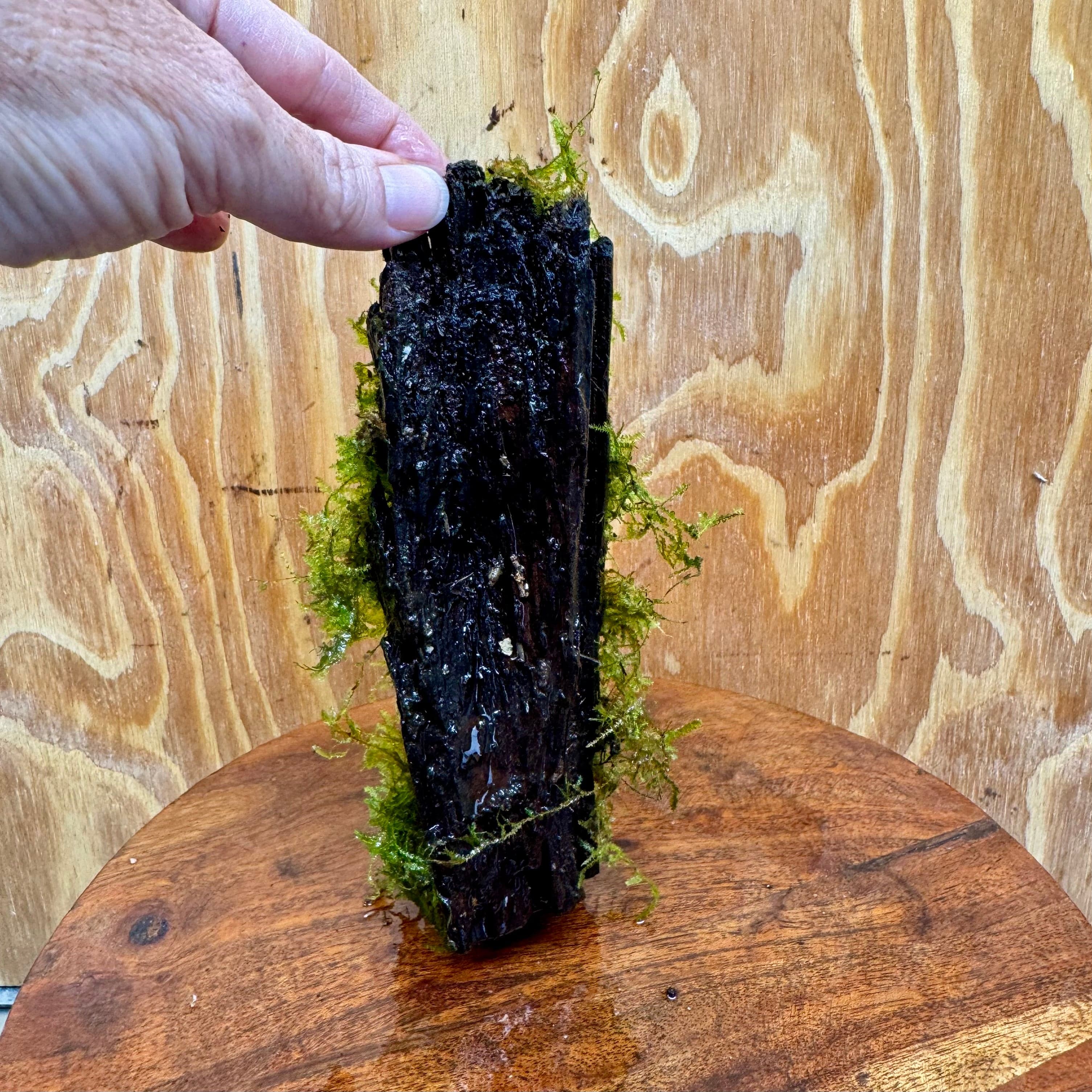 Scapeshop.com.au One Only Fontinalis Log - Small (Java Moss) - One Only Fontinalis Log - Small (Java Moss) - One Only - Scapeshop Australia