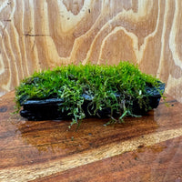 Scapeshop.com.au One Only Fontinalis Log - Small (Java Moss) - One Only Fontinalis Log - Small (Java Moss) - One Only - Scapeshop Australia