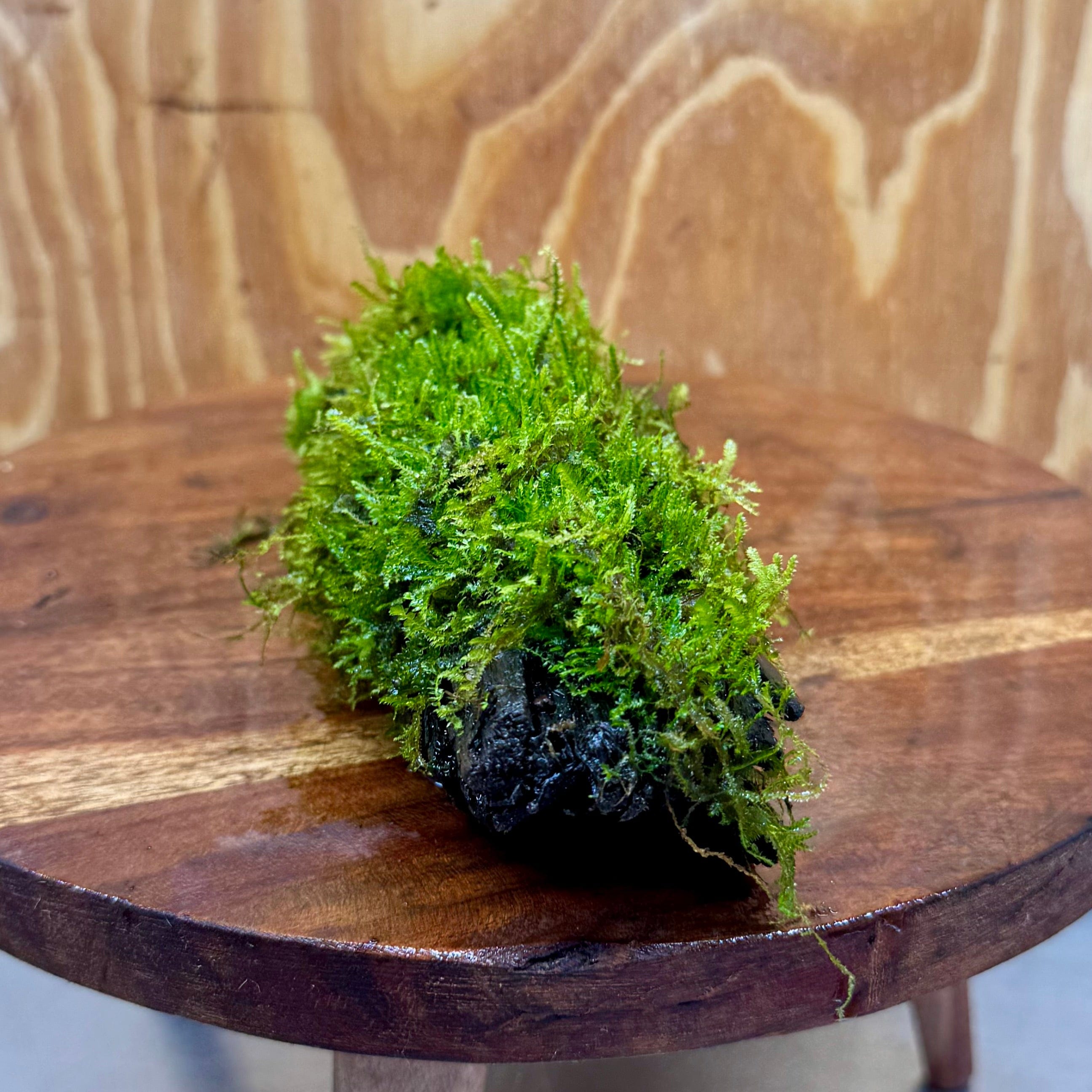 Scapeshop.com.au One Only Fontinalis Log - Small (Java Moss) - One Only Fontinalis Log - Small (Java Moss) - One Only - Scapeshop Australia