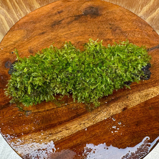 Scapeshop.com.au One Only Fontinalis Log - Small (Java Moss) - One Only Fontinalis Log - Small (Java Moss) - One Only - Scapeshop Australia