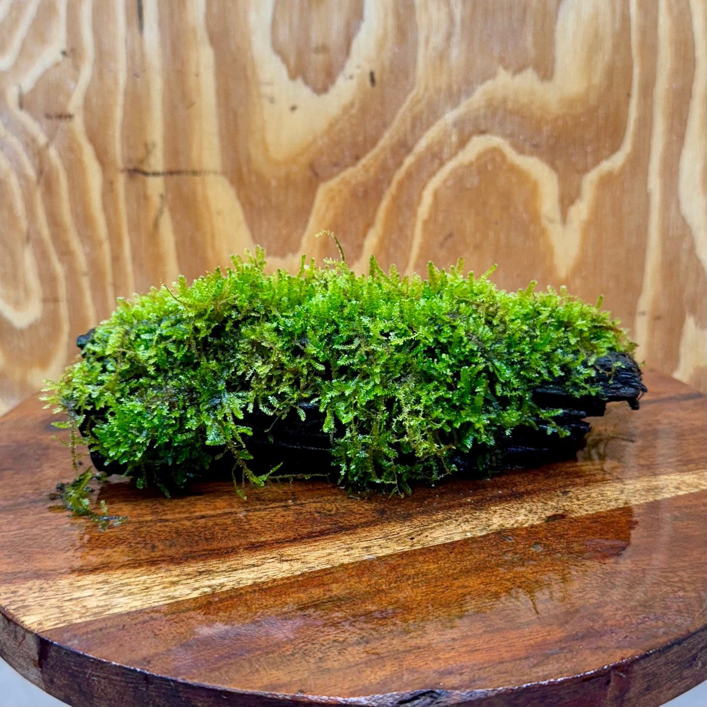Scapeshop.com.au One Only Fontinalis Log - Small (Java Moss) - One Only Fontinalis Log - Small (Java Moss) - One Only - Scapeshop Australia