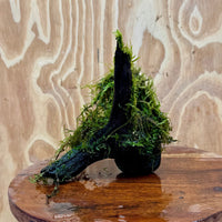 Scapeshop.com.au One Only Fontinalis Log - Small/Med (Java Moss) - One Only Fontinalis Log - Small/Medium (Java Moss) - One Only - Scapeshop Australia