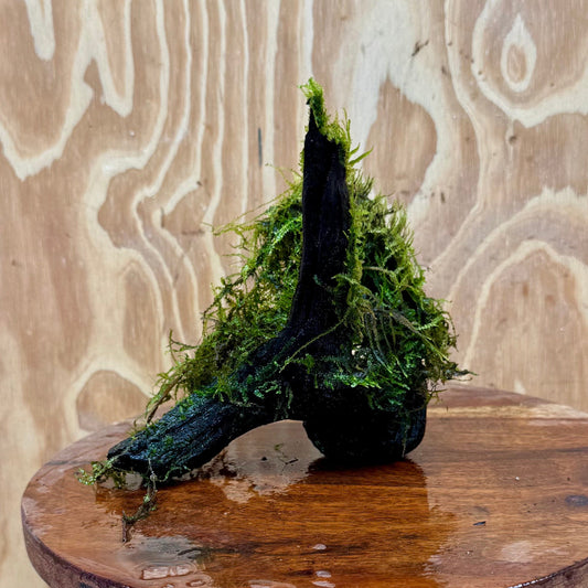 Scapeshop.com.au One Only Fontinalis Log - Small/Med (Java Moss) - One Only Fontinalis Log - Small/Medium (Java Moss) - One Only - Scapeshop Australia