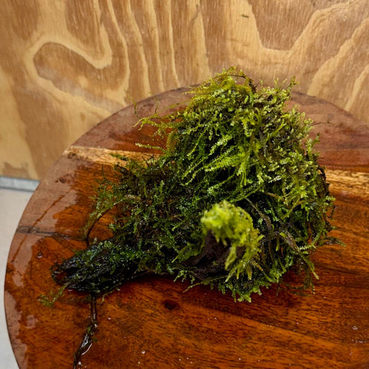 Scapeshop.com.au One Only Fontinalis Log - Small/Med (Java Moss) - One Only Fontinalis Log - Small/Medium (Java Moss) - One Only - Scapeshop Australia